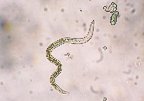 انگل در سبزیجات