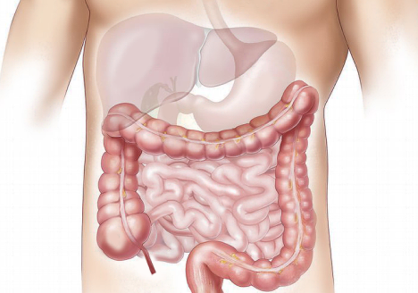 محافظت از روده ها